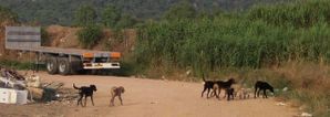 CHIEN-sos-decharge.jpg
