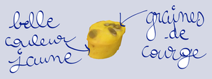 cake-au-potimarron.png