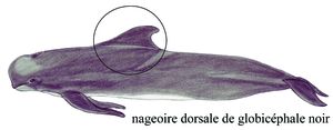 Nageoire dorsale globicéphale noir