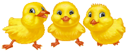 3-poussins.gif