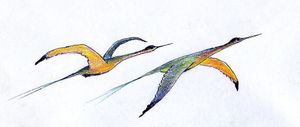 oiseaux-2-desert-4.jpg