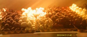 pasqua1.jpg
