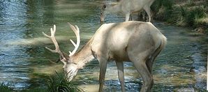 cerf.jpg