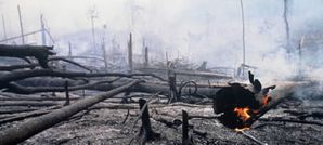 oilpalm deforestation indonesia sumatra edwards50595 234695