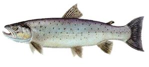 Truite de mer 01