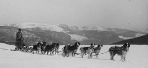1917%20-%20CP4503%20-%20Chiens%20de%20l'Alaska
