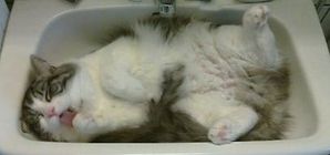 chat-feignasse.JPG