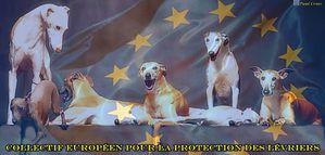 a-collectif-europeen-protection-levriers-frederique-500