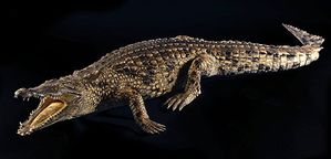 crocodile du nil