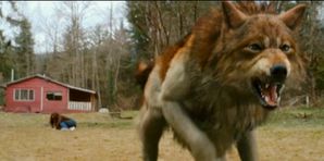 Jacob-in-new-moon-twilight-movie-6582188-1070-531.jpg