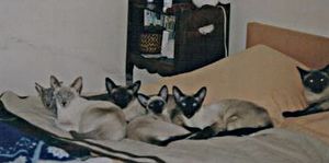Cats-Familly-copie-1.jpg