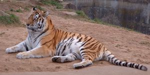 Siberian-Tiger