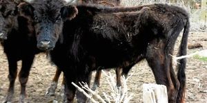 CORRIDA-TAUREAUX-VASSAS-SAISIS.jpg