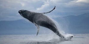 baleine avvaz