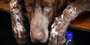 chiens-roumains-le-monde.jpg