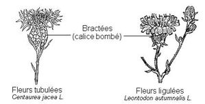 Fleur Asteracees exemples