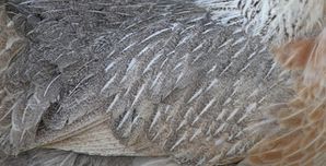 plume-poule 1922