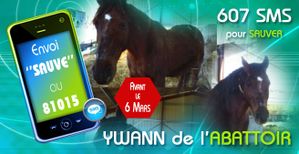 newsletter_sms_ywann_11.jpg