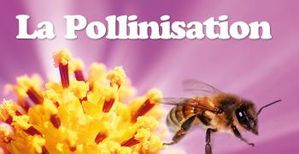 pollinisation.jpg