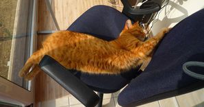 chat-rouquin-fauteuil--3-.jpg