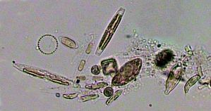 microphytoplankton.jpg
