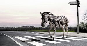 zebra-crossing-l.jpg