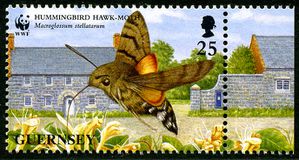 Guernesey87-Hawk-moth.jpg