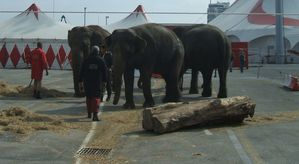 Elephants-promenade.jpg