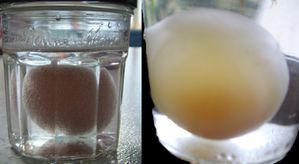 BLOG-OEUF-VINAIGRE.jpg