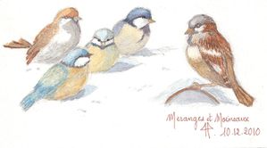 oiseaux en hiver
