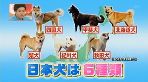 tv-chiens-japonais-akita-shiba-races.jpg