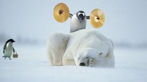 ima-ours-pingouin-cymbale.jpg