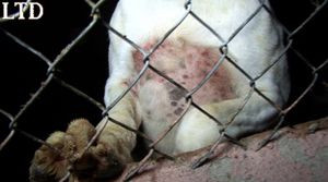vivisection-beagles-sauves.jpg