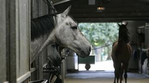 caballos1--644x362.jpg