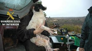 perros_maltratados--644x362.jpg