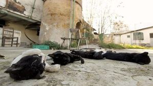 gatos-muertos-sevilla--1---644x362.jpg