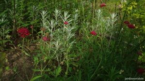 knautia macedonica knautie.jpg