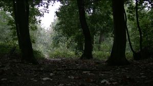 foret Lynch
