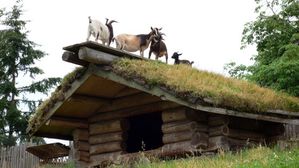 Goats.jpg