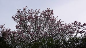 Premiers arbres en fleurs