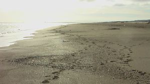 Vendres-plageA0702.jpg
