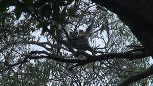 Stradbroke koala