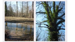 Nature.jpg