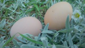oeufs-poules.jpg