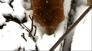 flair-shiba-neige-truffe