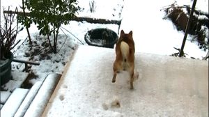 shiba-neige-yoshi-glisse