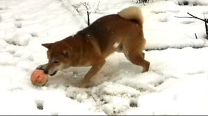 shiba-neige-yoshi-jeu10