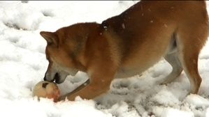 shiba-neige-yoshi-jeu11
