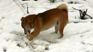 shiba-neige-yoshi-jeu8