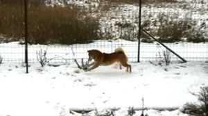 shiba-neige-yoshi